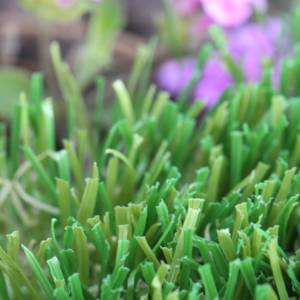 Bay Area Turf Favorites