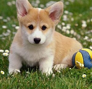 Pet Turf